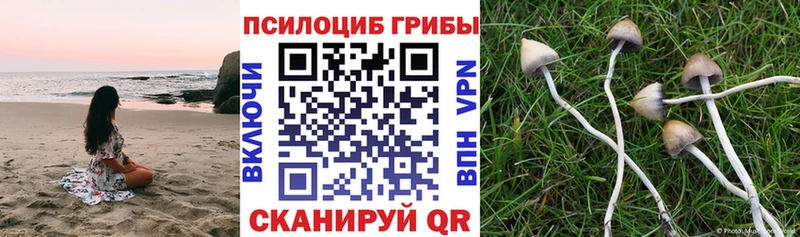 Купить закладки  Скопин  Галлюциногенные грибы Psilocybe 